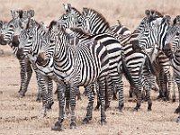 Wild Zebra 4